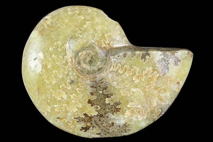 Polished, Agatized Ammonite (Cleoniceras) - Madagascar #119032